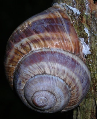 Helix straminea Briganti,1825